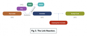 A-level Biology - The Link Reaction