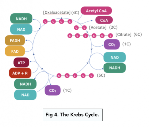 A-level Biology - The Krebs Cycle