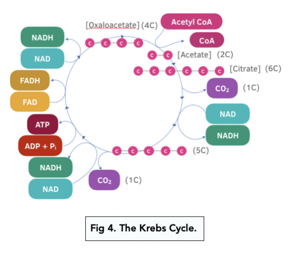 The Krebs Cycle (A-level Biology) - Study Mind