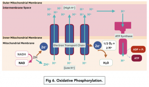 A-level Biology - Oxidative Phosphorylation and Chemiosmosis