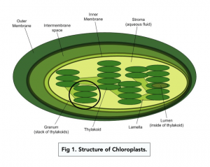 A-level Biology - Site of Photosynthesis
