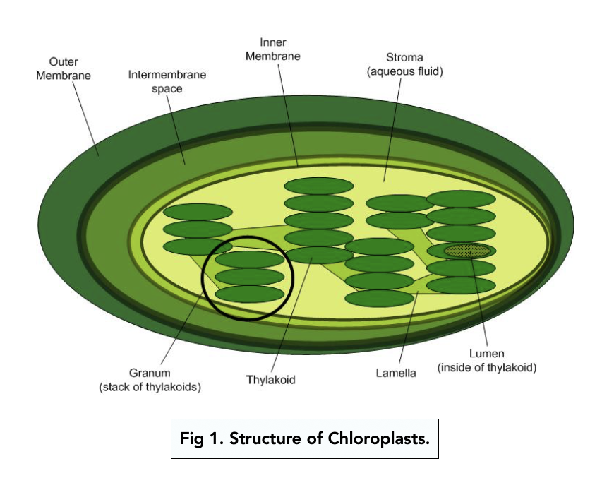 A-level Biology – Site of Photosynthesis