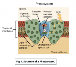 Photosystems and Photosynthetic Pigments (A-level Biology) - Study Mind