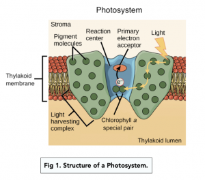A-level Biology - Photosystems and Photosynthetic Pigments