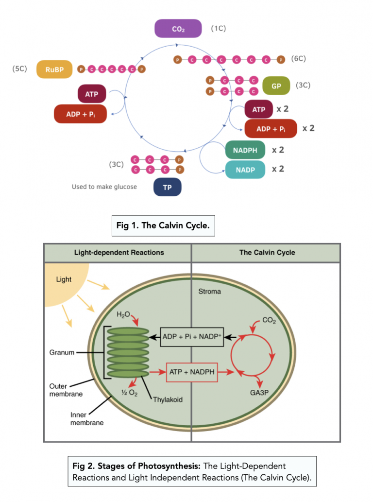 The 2 Stages Of Photosynthesis (A-level Biology) - Study Mind