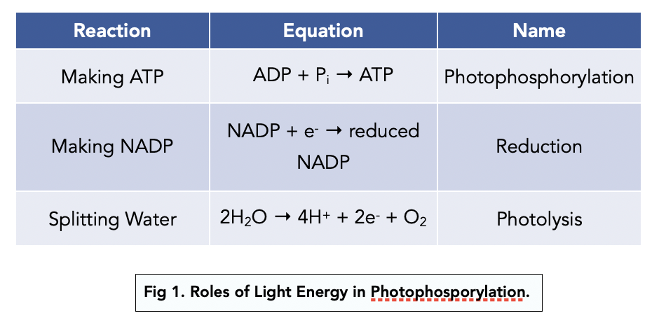 where does atp formation occur