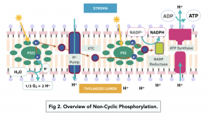 A-level Biology - Cyclic and Non-Cyclic Phosphorylation