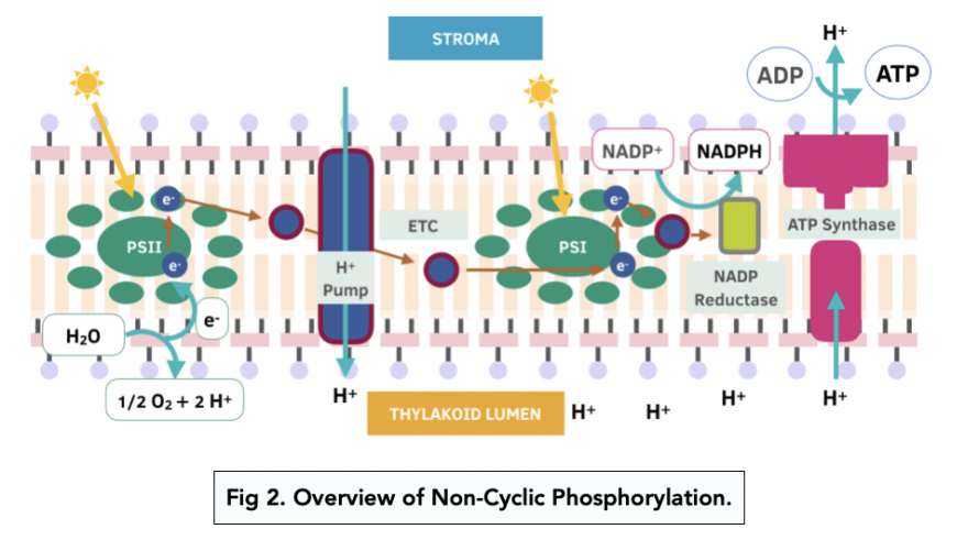 cyclic-and-non-cyclic-phosphorylation-a-level-biology-study-mind