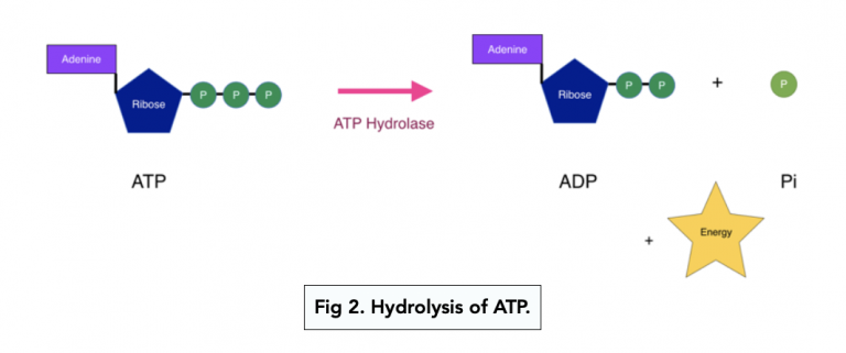 ATP as an Energy Source (A-level Biology) - Study Mind