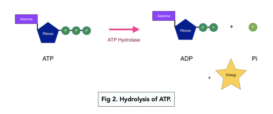 Atp As An Energy Source (a-level Biology) - Study Mind