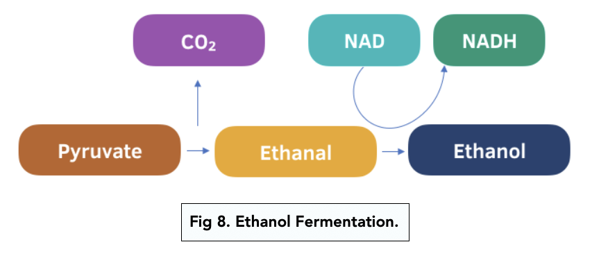 A-level Biology – Anaerobic Respiration in Mammals, Plants and Fungi