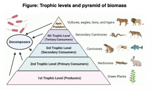 A-level Biology - Trophic Levels