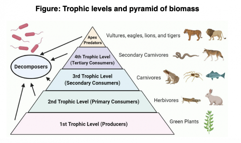 Trophic Levels (A-level Biology) - Study Mind