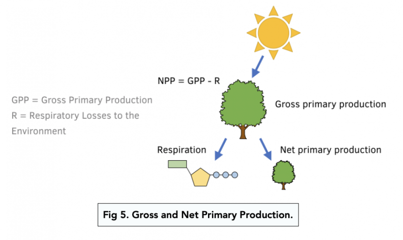 Net Primary Production A level Biology Study Mind