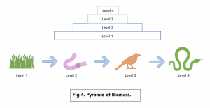A-level Biology - Measuring Biomass