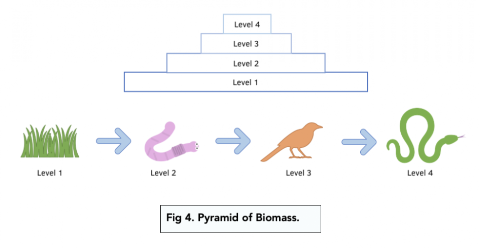 Measuring Biomass (A-level Biology) - Study Mind