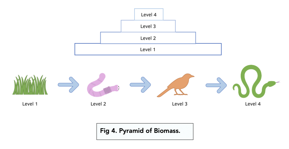 Measuring Biomass (Alevel Biology) Study Mind