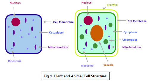 Introduction to Cells - Eukaryotes and Prokaryotes (GCSE Biology) - Study  Mind