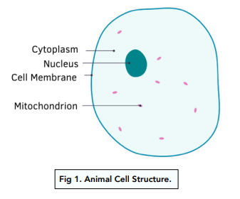 Introduction to Cells - Animal and Plant Cells (GCSE Biology) - Study Mind