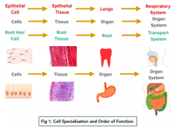 ᐉ Sperm Cells: Where They Produced and What Their Function Is?