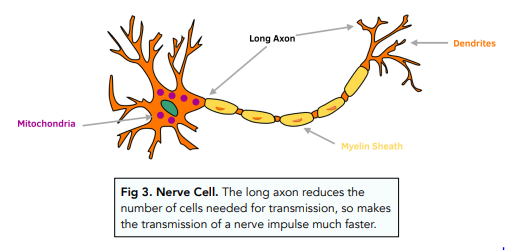 nerve cell diagram for kids