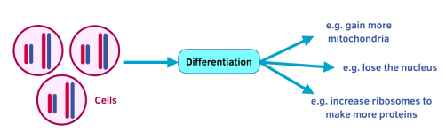 Cell differentiation