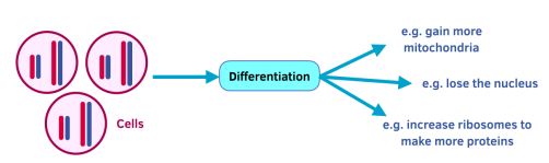 introduction-to-cells-cell-differentiation-gcse-biology-study-mind