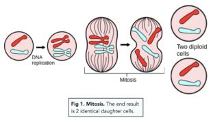 Cell Division - The Cell Cycle and Mitosis (GCSE Biology) - Study Mind