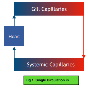 The Single Circulatory System