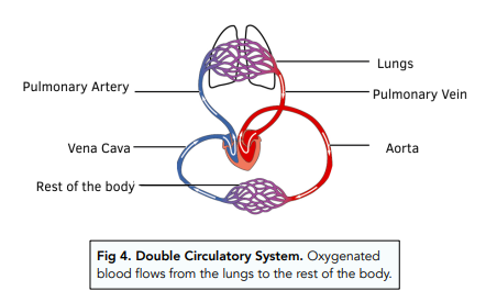 ᐉ Circulatory System: What is a Double Circulatory System?