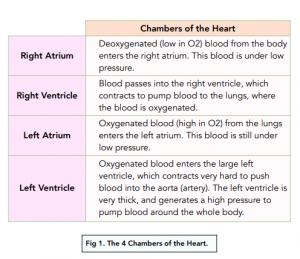 The Circulatory System - Heart: Structure and Function (GCSE Biology ...