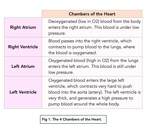 The Heart: Structure and Function
