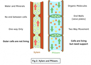 Transport in Plants - Transport Systems in Plants (GCSE Biology ...