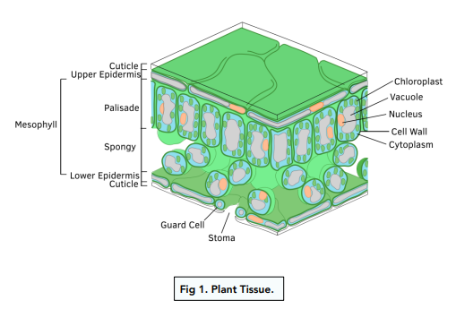 Transport in Plants - Structure of a Plant (GCSE Biology) - Study Mind