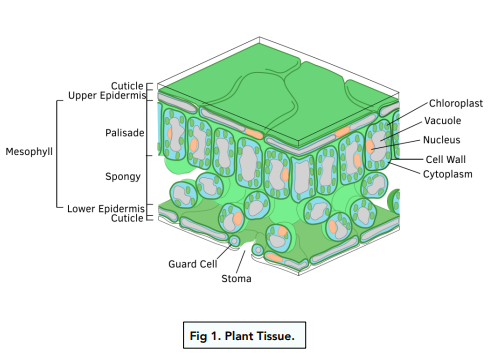 What are small cell structures within green plant cells that contain  chlorophyll?