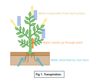 Transpiration - Transpiration In Plants (GCSE Biology) - Study Mind