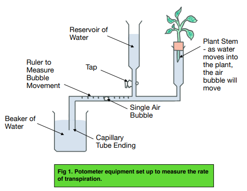 transpiration rate in plants experiment