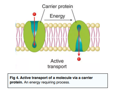 ᐉ What is Active Transport in Cells? - (GCSE Biology)