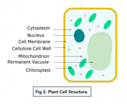 Introduction to Cells - Animal and Plant Cells (GCSE Biology) - Study Mind