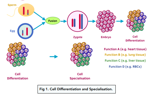 Cell differentiation
