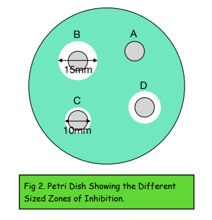 Bacterial Colonies - Areas