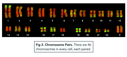 Nucleus and Chromosomes