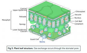 Exchange Surfaces - Exchange Surfaces: Increasing their Effectiveness ...