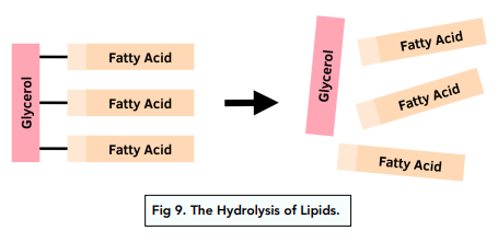 Proteins and Lipids: Breakdown