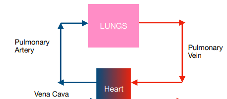 The Double Circulatory System