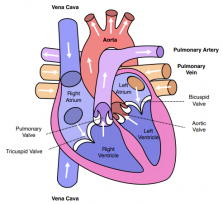 Circulatory System - The Heart: Structure and Function (GCSE Biology ...