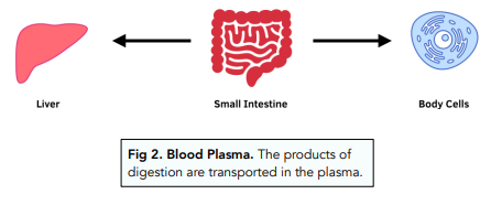 Blood: Plasma and Red Blood Cells