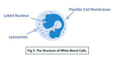 platelets cells diagram