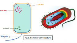 Introduction to Cells - Bacterial Cells (GCSE Biology) - Study Mind