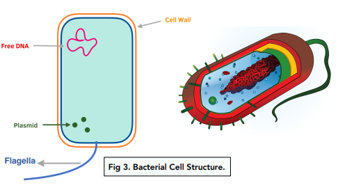 bacterial cell diagram and functions